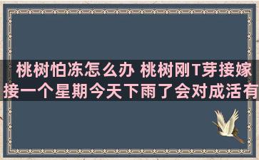 桃树怕冻怎么办 桃树刚T芽接嫁接一个星期今天下雨了会对成活有影响吗